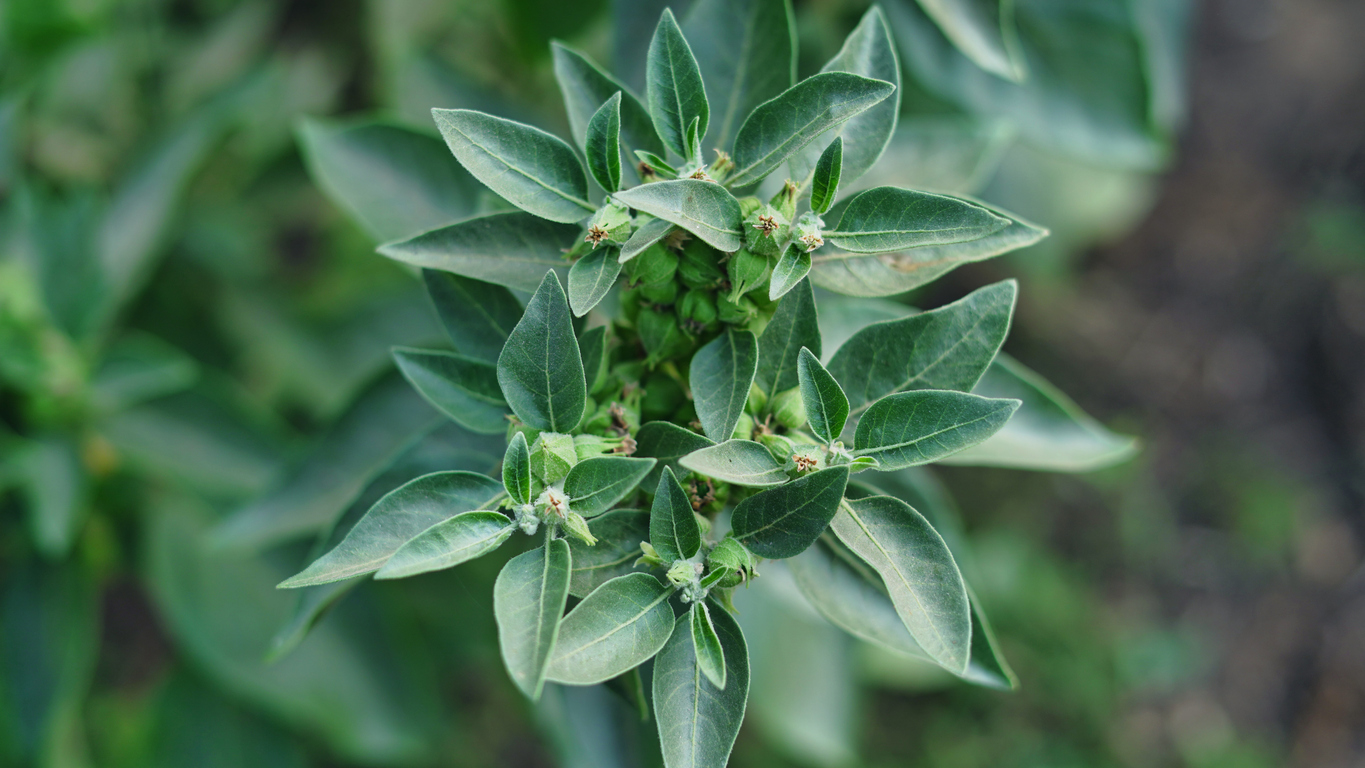 Planta ashwagandha