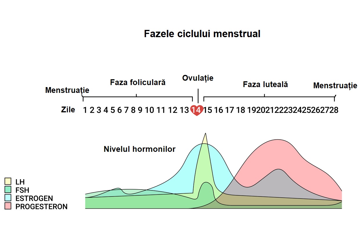 Reprezentare grafică pentru fazele ciclului menstrual