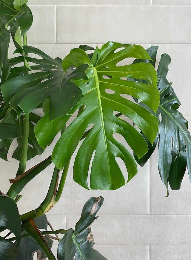 Plantă monstera deliciosa în apartament