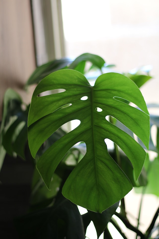 Frunză mare de monstera deliciosa