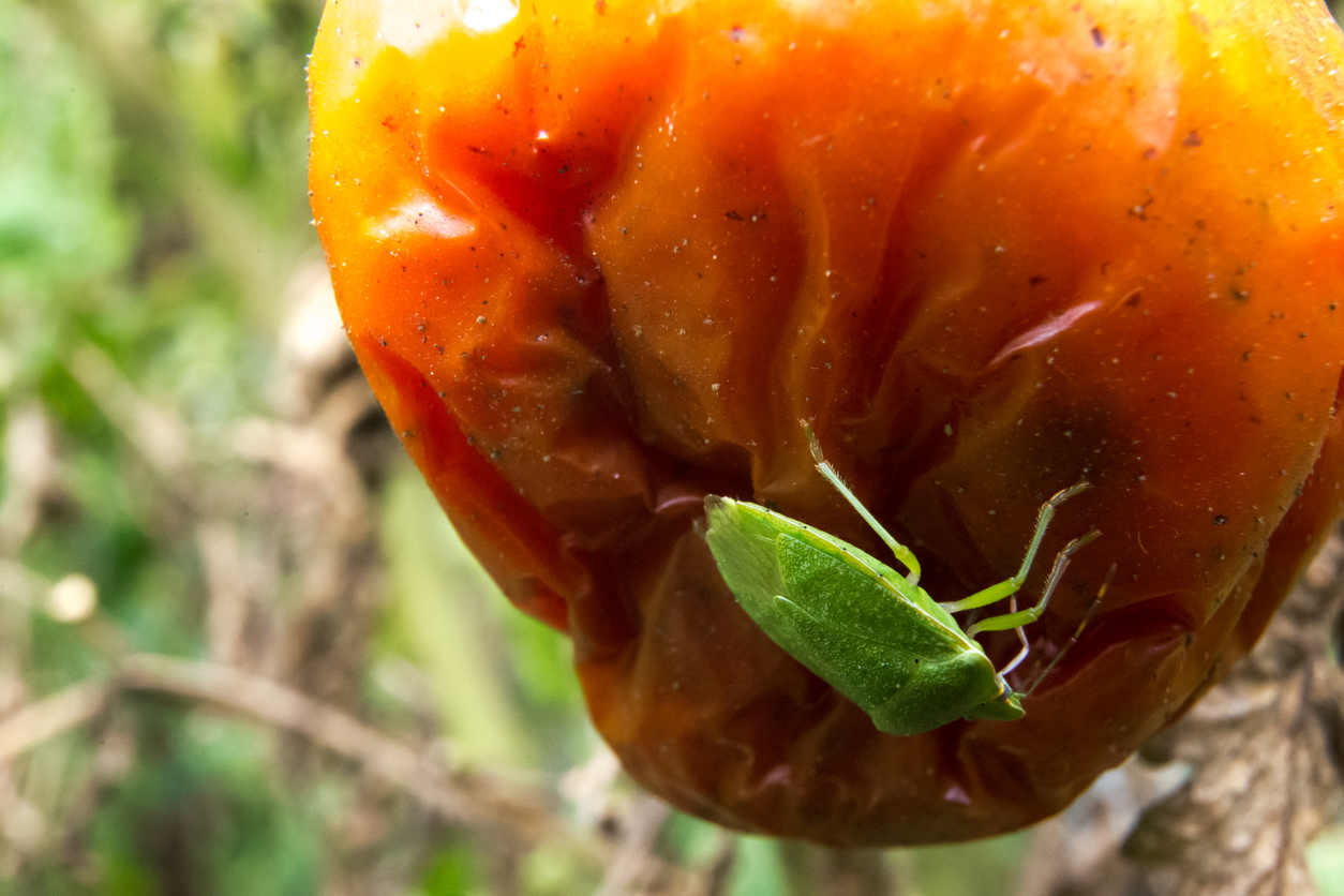 Roșie stricată de ploșnița tomatelor