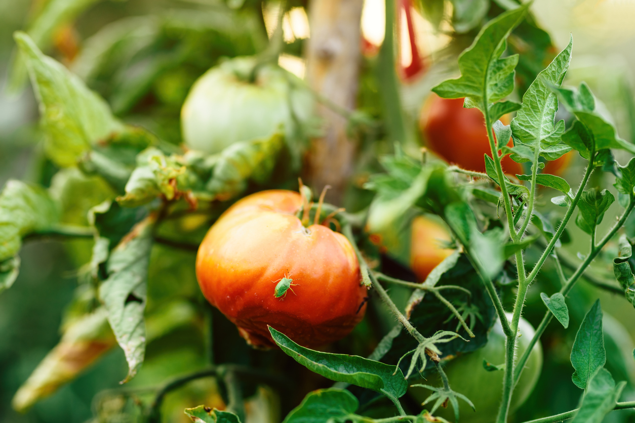 Roșie mâncată de ploșnița tomatelor