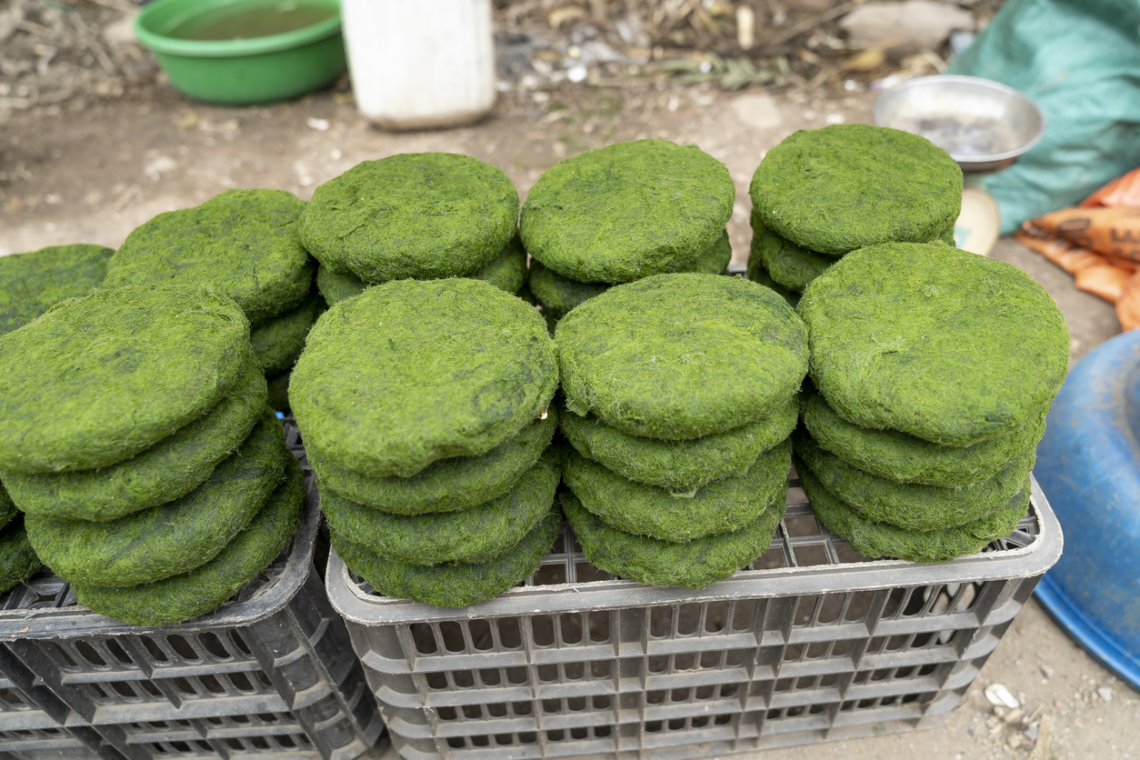 Spirulină vie congelată