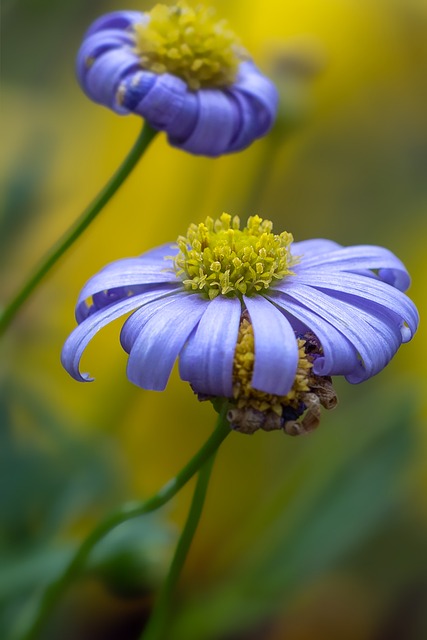 Flori albastre mici