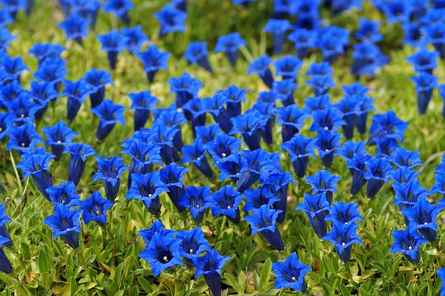 Flori albastre de gențiană