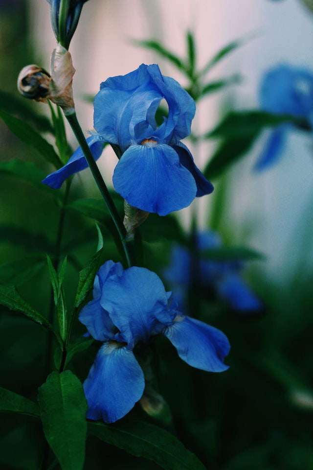 Floare de iris albastru