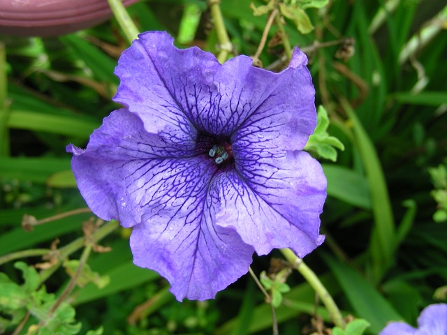 Floare de petunie 