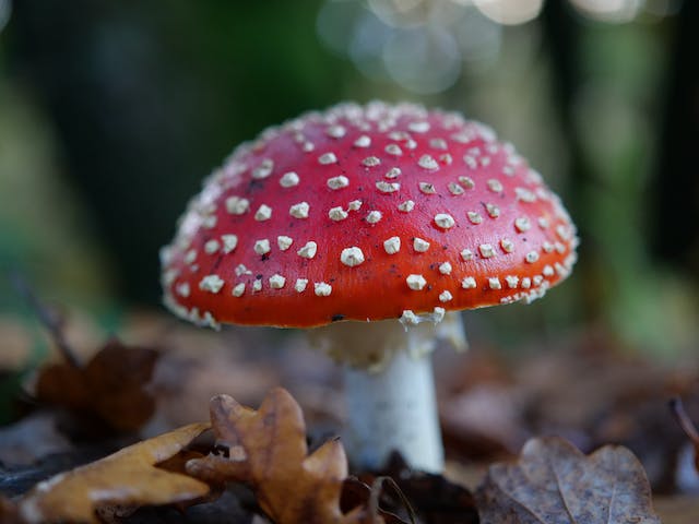 Ciupercă roșie