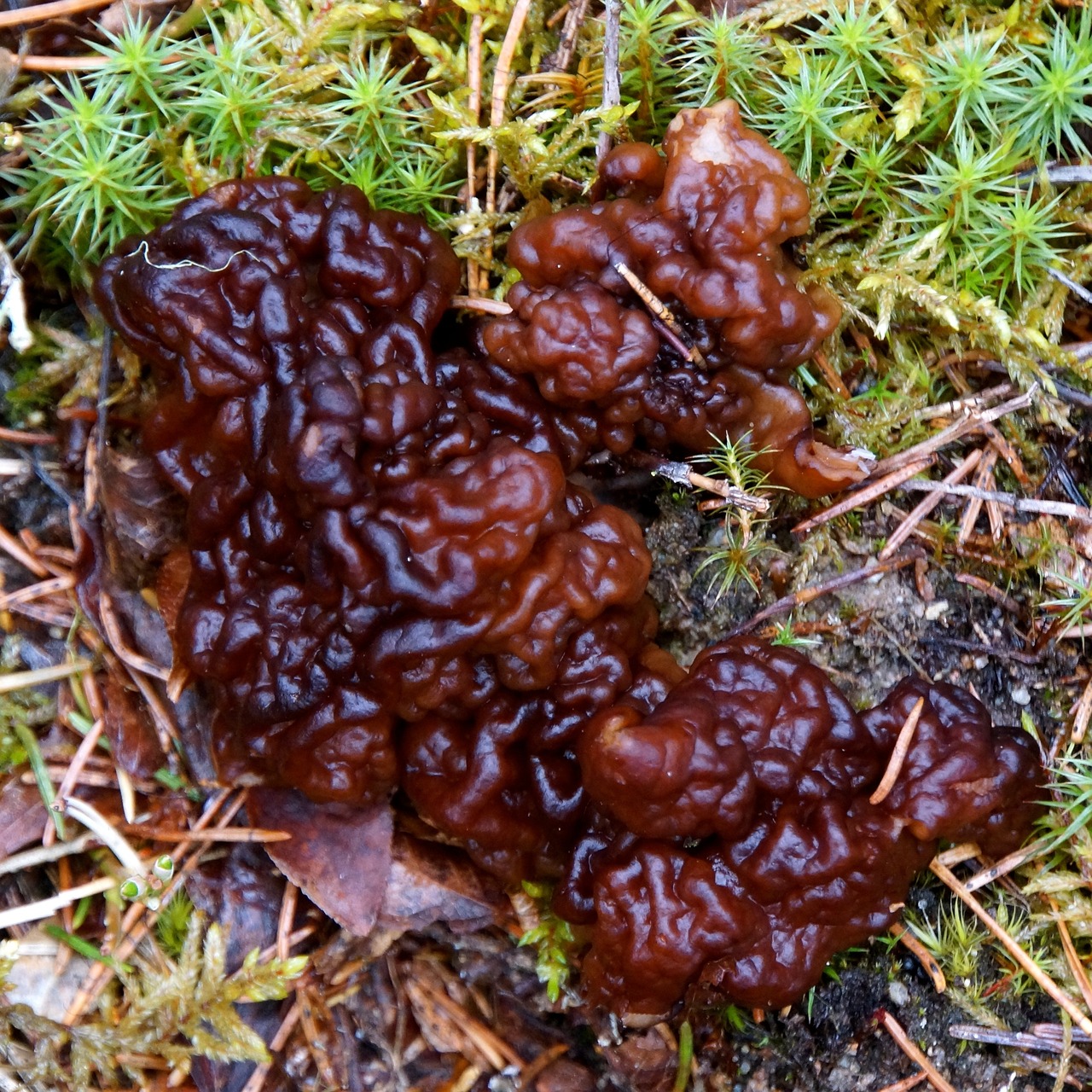 Ciuperci toxice