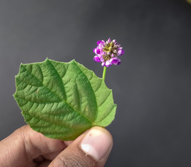 Floare de psoralea corylifolia