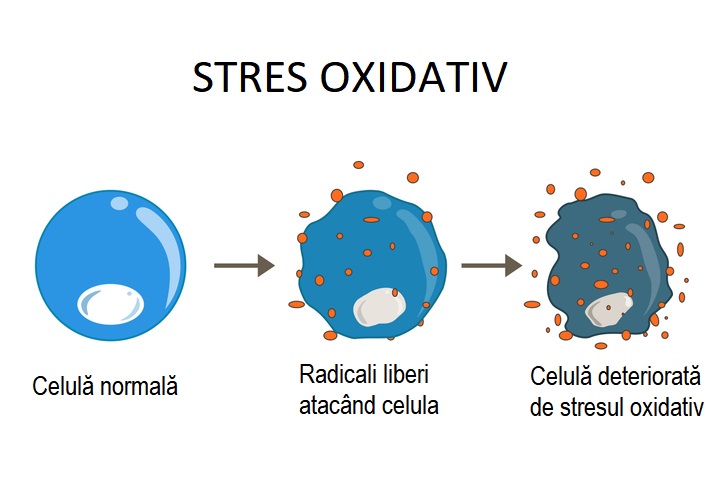 Desen cu celula deteriorată de stres oxidativ