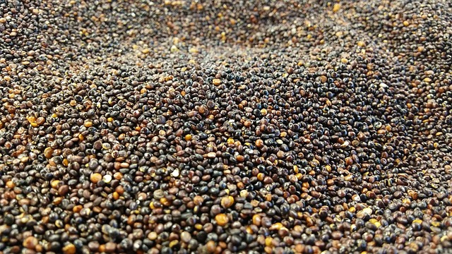 Cultură de quinoa neagră