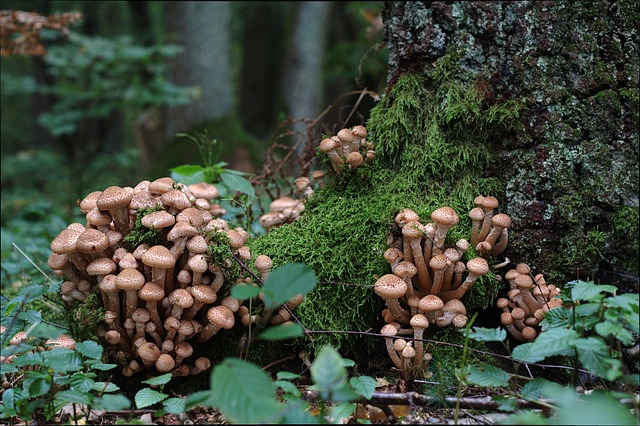 Ciuperci crescute pe copaci în pădure