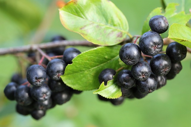 Fructe de aronia în copac