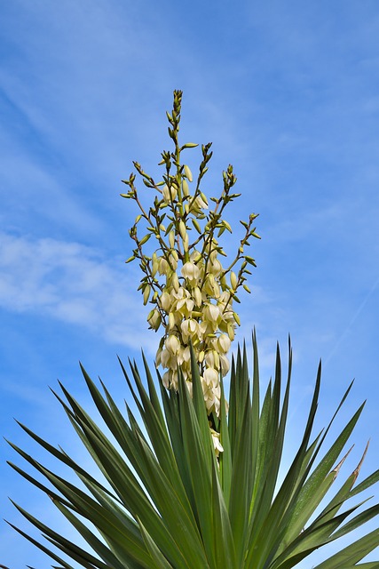 Yuca de gradina cu flori albe