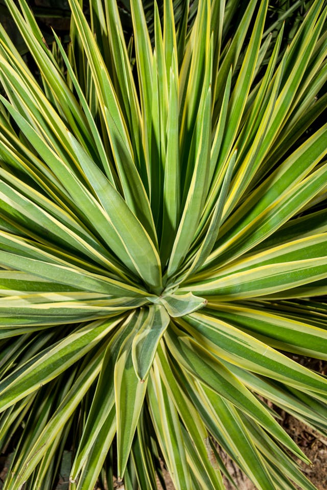 Planta yucca verde