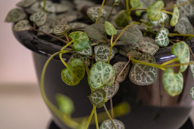 Planta suculenta 