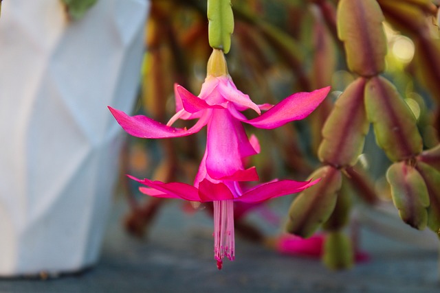 planta cactus de craciun