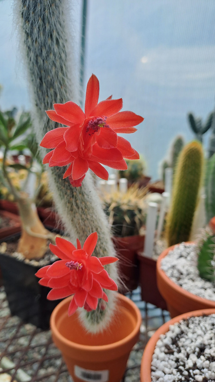 Cactus cu floare rosie