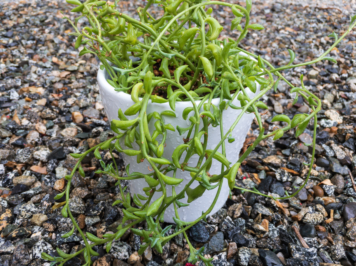 Plantă suculenta in ghiveci