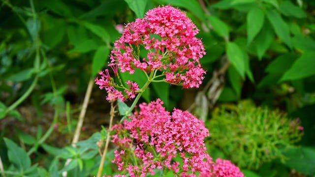 Flori de valeriana