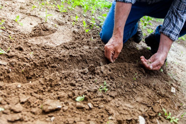 Agricultor care planteaza seminte
