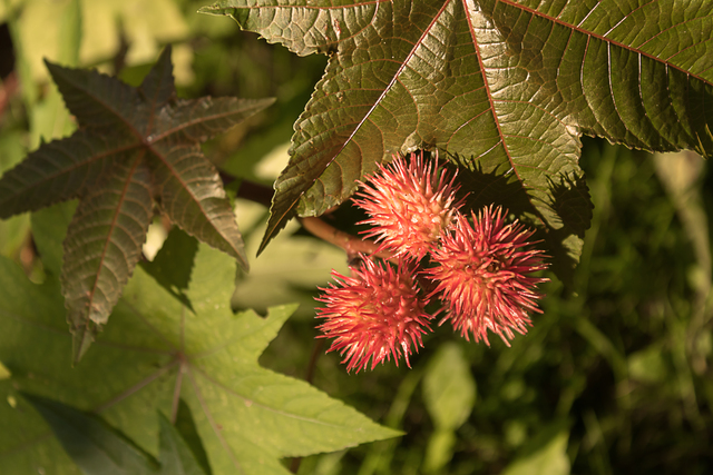 Planta de ricin