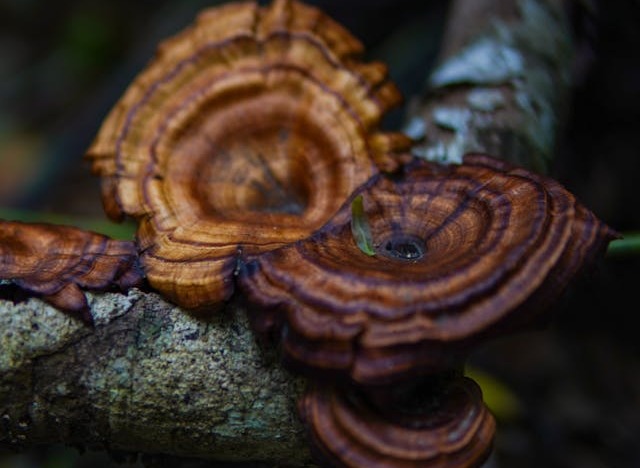 Ciuperci reishi