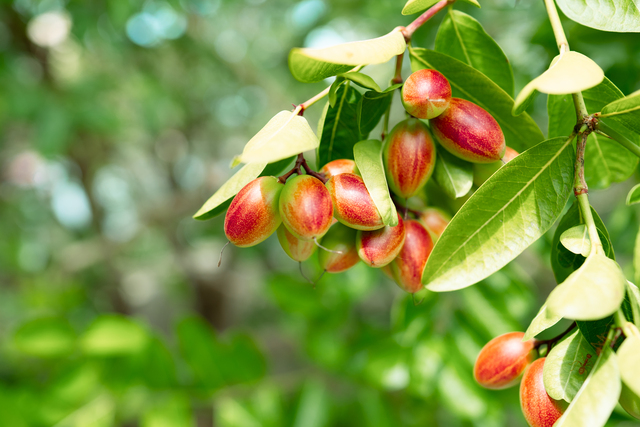Fructe de jujube in copac