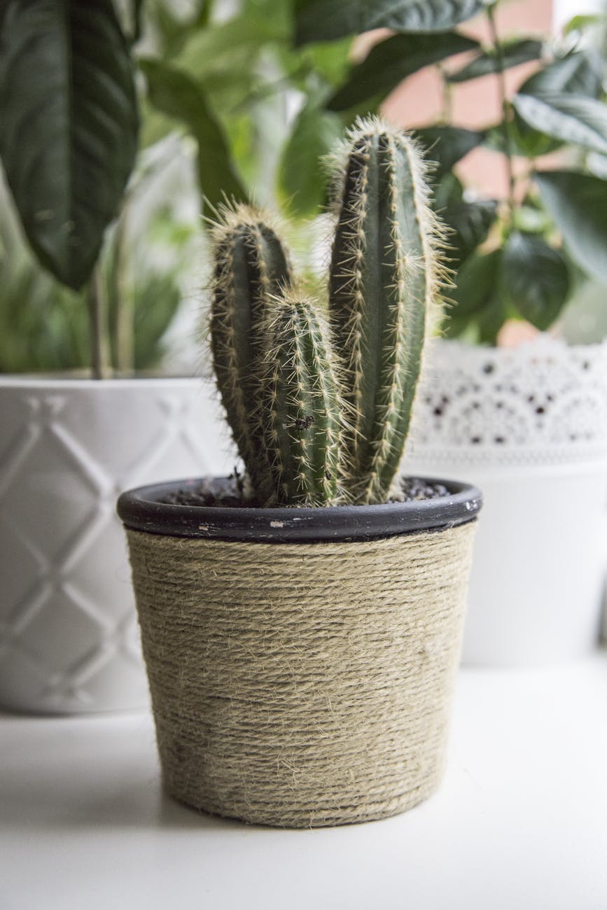 Cactus în ghiveci îmbrăcat în fir textil