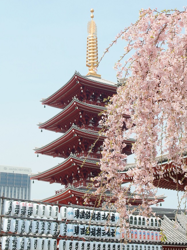 Clădire din Japonia situată lângă un cireș înflorit.