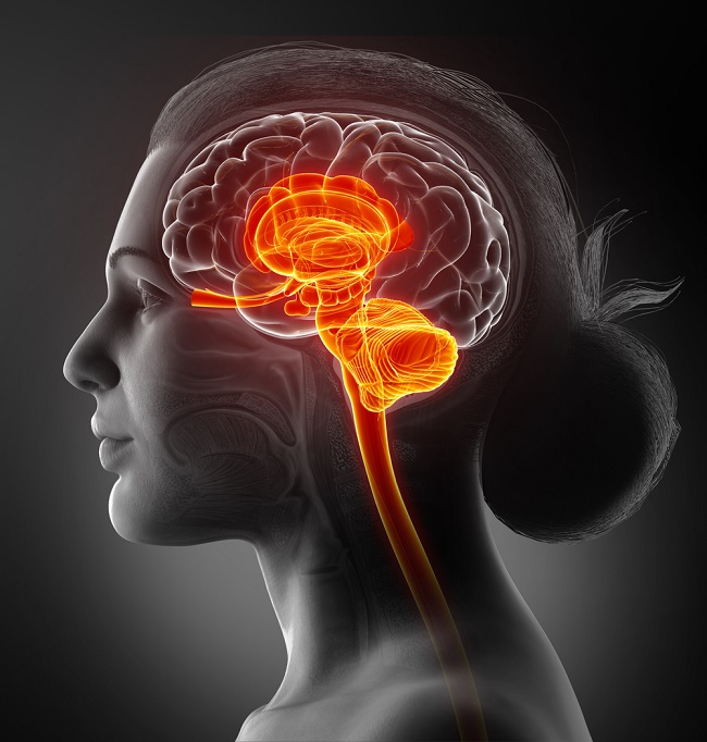 Ilustrație 3D a anatomiei creierului
