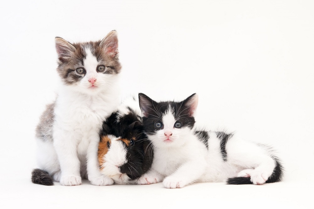 Două pisici albe cu pete negre și gri, alături de un iepure colorat.