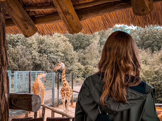 Femeie care privește girafele dintr-o grădină zoologică.