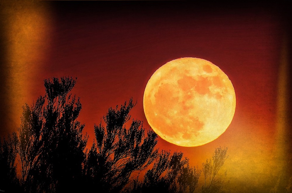 Lună Plină văzută dintr-o zonă împădurită