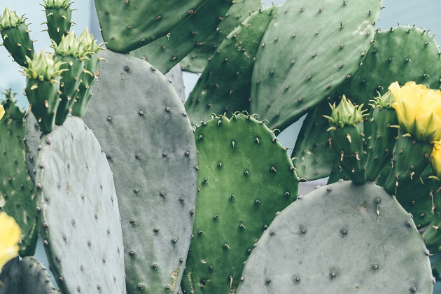 Nopal, cactus mexican