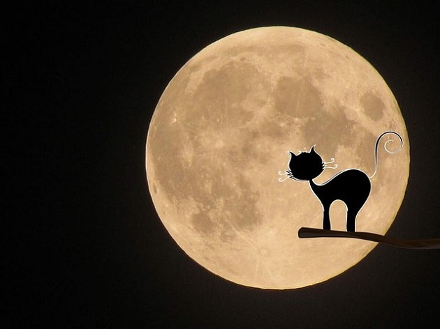 Ilustrație pisică neagră care stă pe o creangă în timpul unei nopți cu Lună Plină.