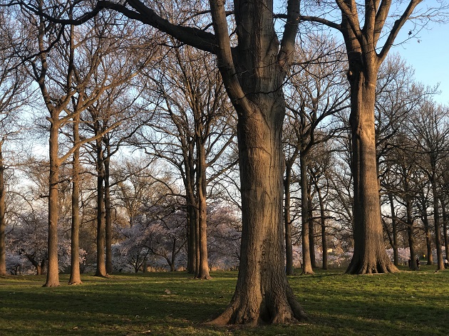 Copaci fără frunze care se pregătesc să se trezească la viață primăvara