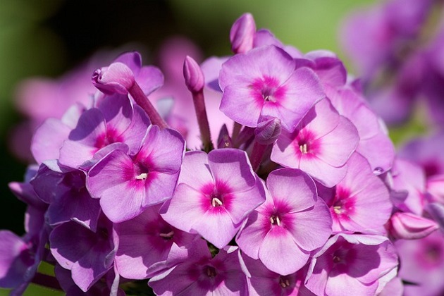 Wild ground phlox