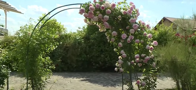 Arcada de trandafiri pe care o are Tora Vasilescu în fața casei