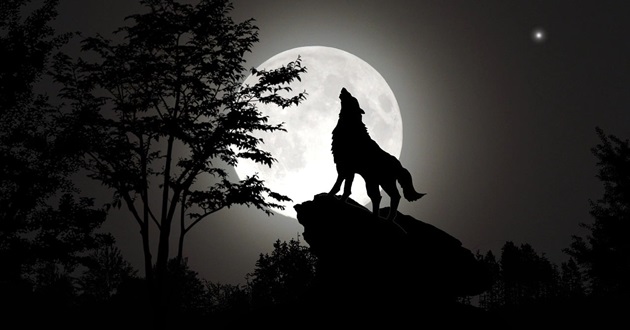 Imagine alb-negru cu un lup care urlă la lună