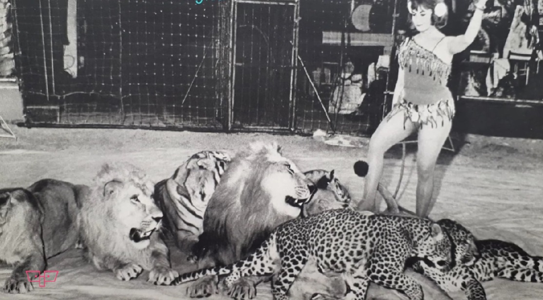 Elena Jiga, în arena circului, îmbrăcată în costumația de spectacol, alături de animalele pe care le dresa și care stăteau așezate la picioarele sale