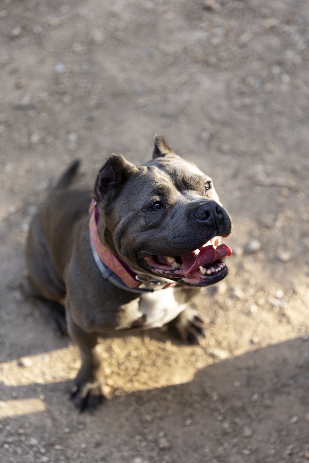 Câine din rasa American Bully, stând cu gura căscată, purtând zgardă