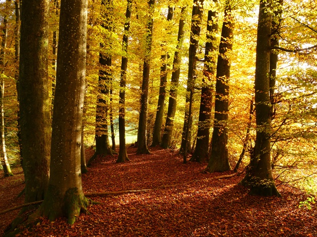 Fotografie făcută în pădure, toamna, când pomii au frunzele colorate și multe dintre ele sunt căzute pe pământ
