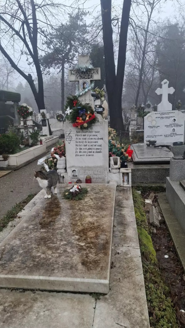 O pisică pe morm&acirc;ntul lui Ioan Luchian Mihalea din Cimitirul Bellu, st&acirc;nd l&acirc;ngă o coroană din crengi de brad