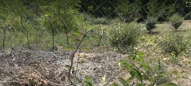 Curtea în din Târgu Bujor, Galați, în care a fost îngropată o bătrână de rudele care îi încasau pensia