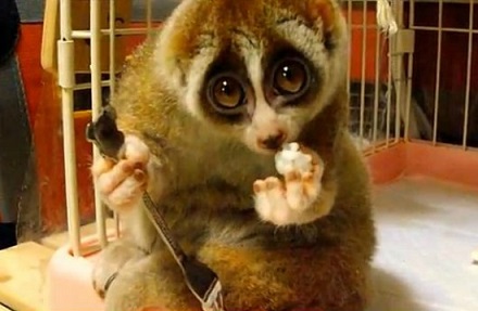 slow loris