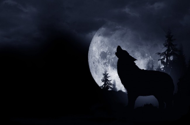 lup urla la luna