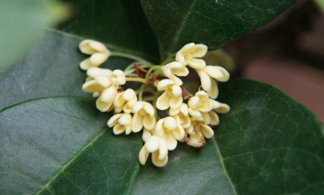 Frunzele si flori de Osmanthus