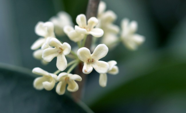 Floraea de Osmanthus este des întâlnită în China